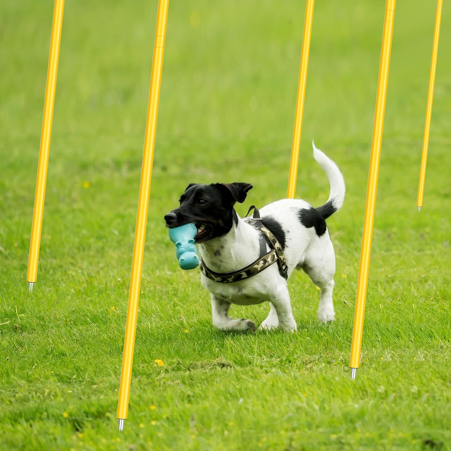 Blulu Training Agility Poles 5ft Forza Slalom Adjustable Soccer Training Poles Soccer Sticks Agility Equipment for Football Sport Football Soccer Speed - Image 6
