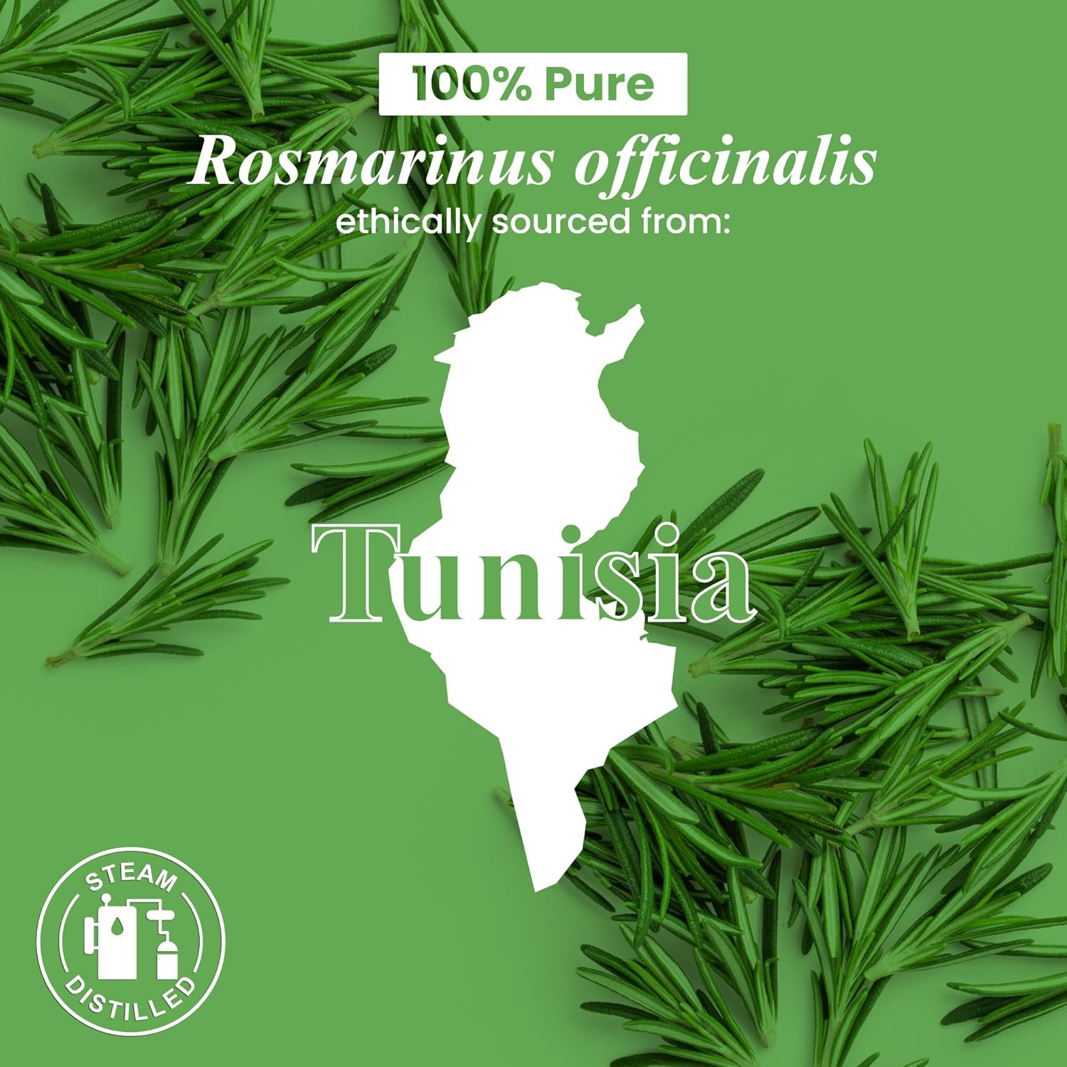 Handcraft Blends Organic Rosemary Essential Oil – 1 Fl Oz – 100% Pure and Natural – Premium Grade Essential Oil for Diffuser and Aromatherapy - Image 8